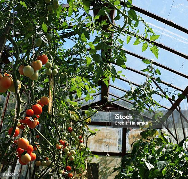 Tomates Em Estufas - Fotografias de stock e mais imagens de Agricultura - Agricultura, Alimentação Saudável, Amontoar