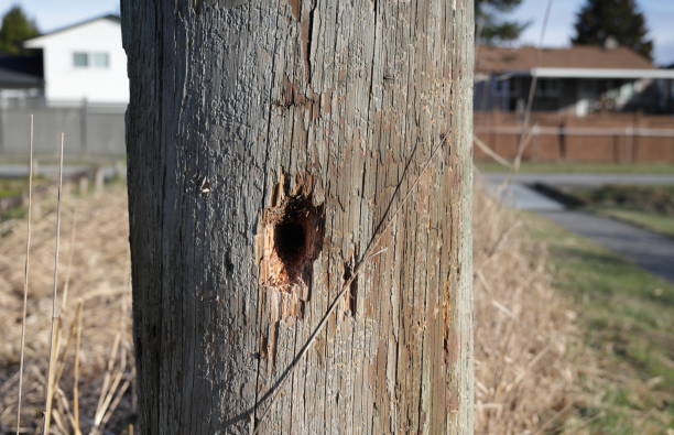 Gray wooden post