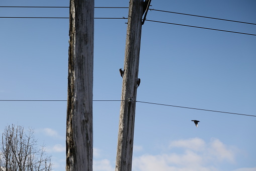 Two Northern Flickers drill into a wooden utility pole while a third bird flies. Mid-morning in winter in Metro Vancouver.