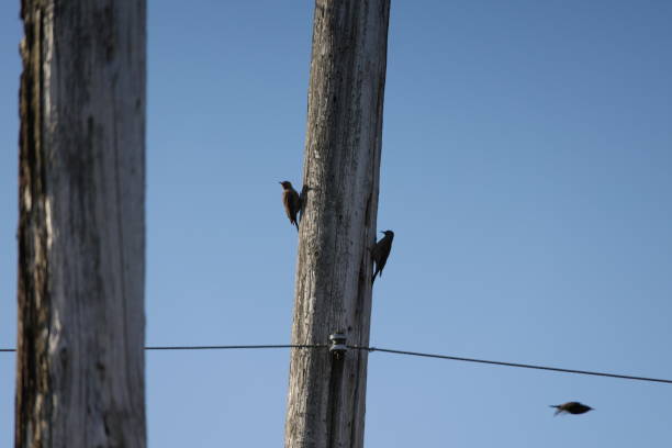 istock Northern Flickers on a Utility Pole in Canada 1468928328