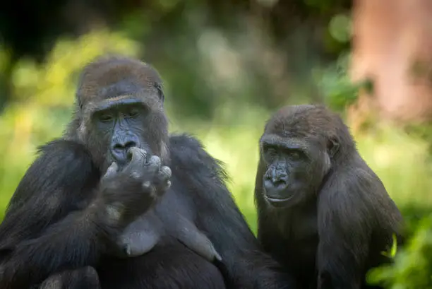 Portrait of two western lowland gorillas (Gorilla gorilla gorilla), mother and kid.