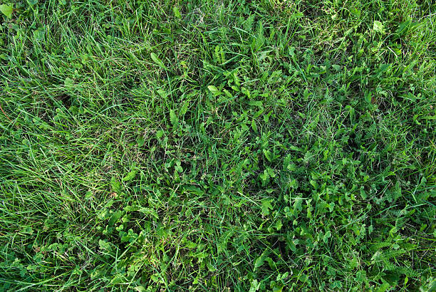 Grass stock photo