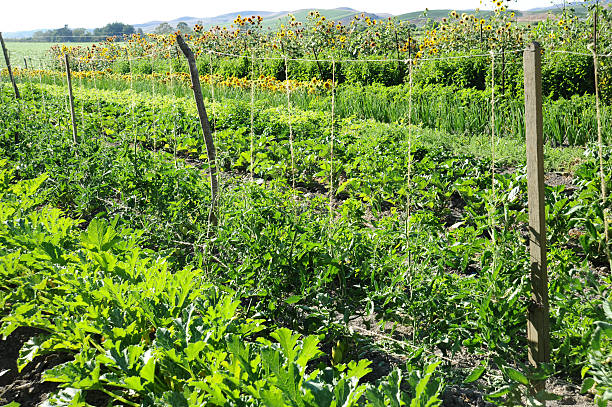 istock Organic Vegetables on a California Farm 146892942
