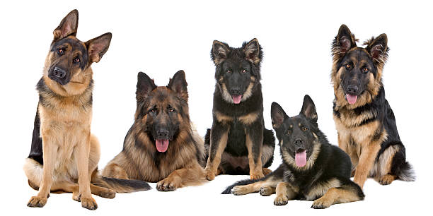 istock Group of German Shepherd dogs 146892969