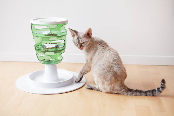 istock Close-up of playful cat using entertaining, mental challenge game for your cat. 1468930113