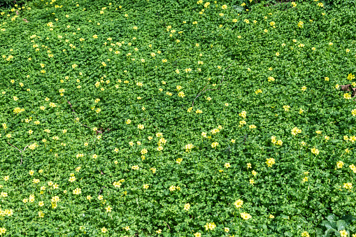 Green clovers with yellow flowers