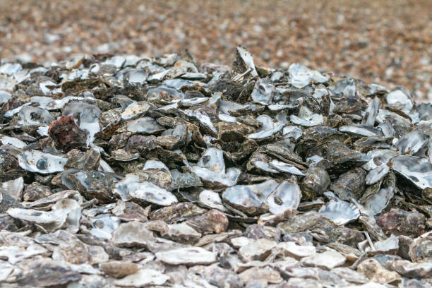 istock Oyster Shells on Whitstable Beach in Kent, England 1468932016