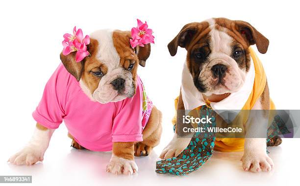 Young Bulldog Puppies Dresses Like Humans Stock Photo - Download Image Now - Costume, Dog, Halloween