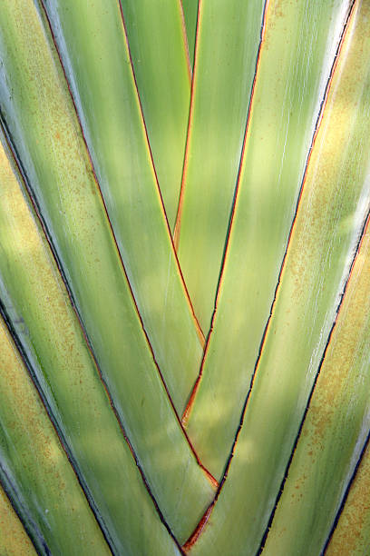 greenery plant stock photo