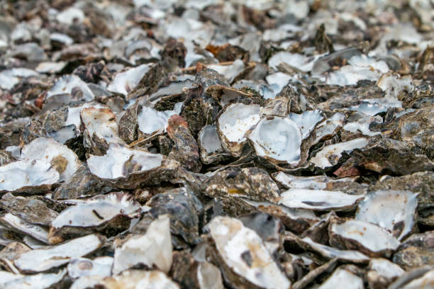 istock Oyster Shells on Whitstable Beach in Kent, England 1468933828