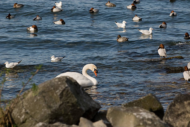 swan y acquatic aves en vulcanic lago - bracciano fotografías e imágenes de stock