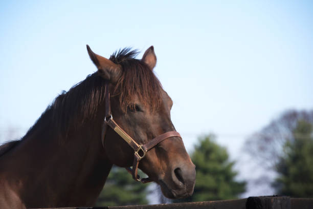istock horse in a corral  in Kentucky 1468935366