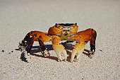 shore-crab.jpg?b=1&s=170x170&k=20&c=VMKtBd_4zs6bkUMzVNAwOVQaxPBskDFwe61BoDdXIFY=