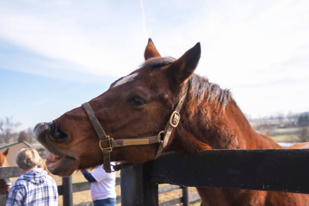 istock horse in a corral  in Kentucky 1468935999