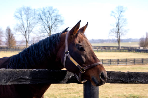 istock horse in a corral  in Kentucky 1468936003