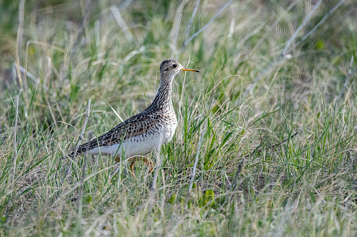 Upland Sandpiper (Bartramia longicauda} on Montana prairie in western USA of North America.