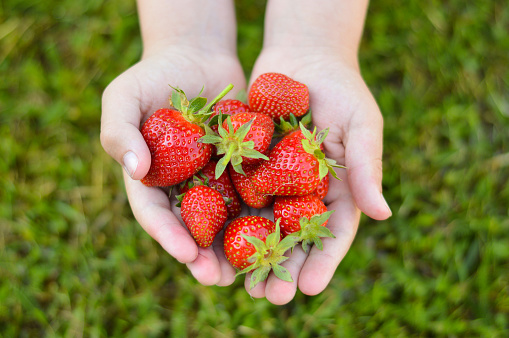 Child hands holding fresh strawberries in hands. Strawberry harvest. handful of strawberries in female palms. Top view