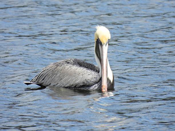 istock Brown Pelican (Pelecanus occidentalis) - juvenile 1468936913
