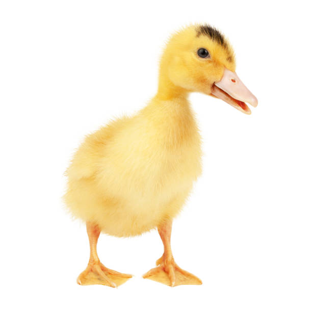 Fluffy yellow newborn in duckling mulard on a white background.