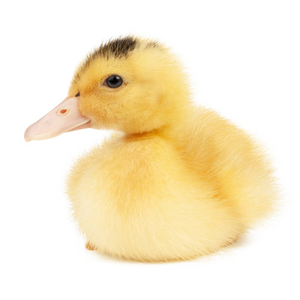 istock A young duckling sits on a white background, a hybrid duck mulard. 1468937110