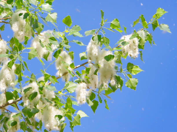 Poplar down on poplar during flowering in spring.