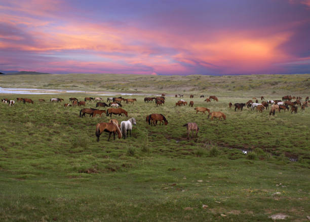 paisaje. los caballos pastan en el prado durante la puesta del sol. siberia. república de tuvá. rusia. - estepa fotografías e imágenes de stock