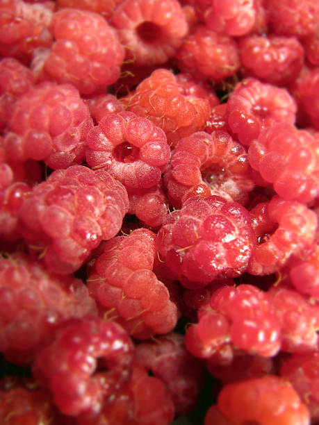 Raspberry stock photo