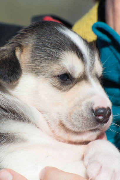 istock Adorable husky dog puppy. Lapland 1468940023