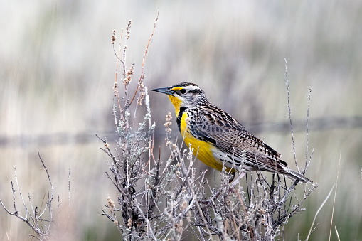 Western Meadowlark perched on rough bush on Montana prairie in west USA. of North America'