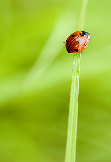 istock Ladybug climbing on a blade of grass 146894011