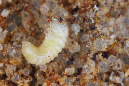 Biscuit, drugstore or bread beetle (Stegobium paniceum) larva stored product pest in the spices.