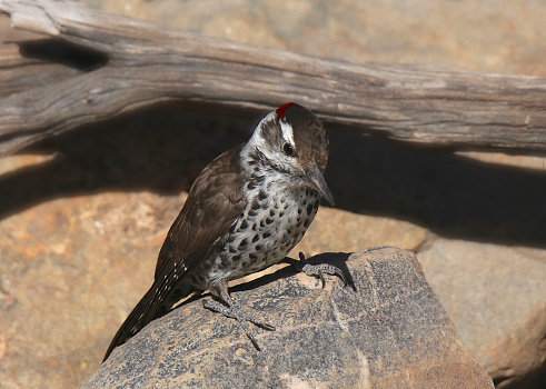 Arizona Woodpecker (male) (leuconotopicus arizonae) perched on a big rock