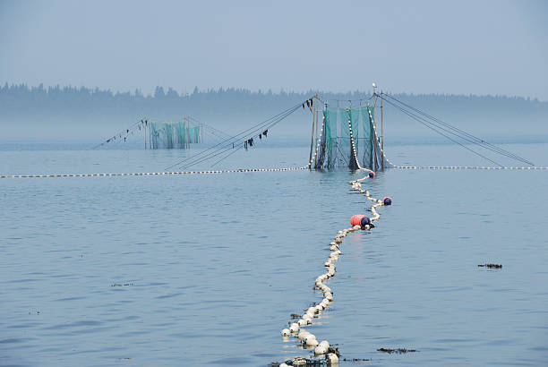 piège à anguilles - eel trap stock-fotos und bilder