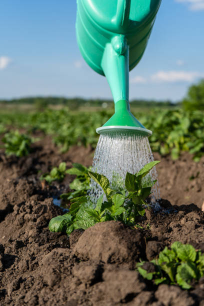 A plastic watering can pours water on the beds. Close-up of a bed of potatoes being watered from a watering can. High quality photo A plastic watering can pours water on the beds. Close-up of a bed of potatoes being watered from a watering can. High quality photo. watering potatoes stock pictures, royalty-free photos & images
