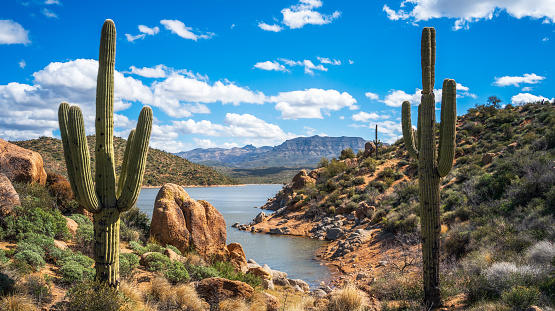 Two saguaro cacti punctuate a view of Bartlett Lake no an ideal afternoon