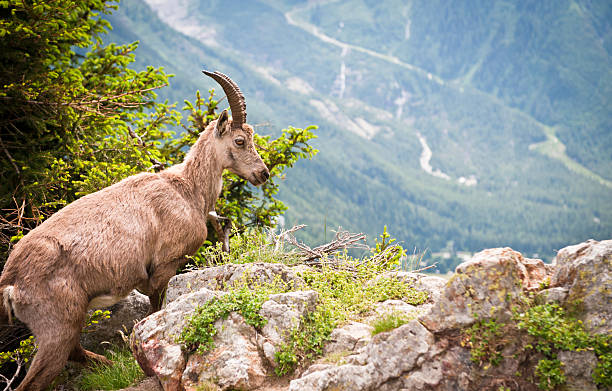 istock Wild mountain goat - Capra ibex climbing on a rock 146894409