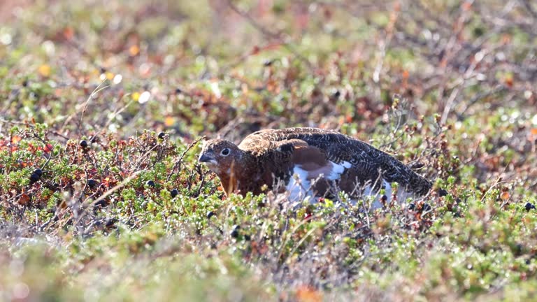 Willow ptarmigan walking on a rocky ground and feeding on an autumn day in Urho Kekkonen National Park, Finland