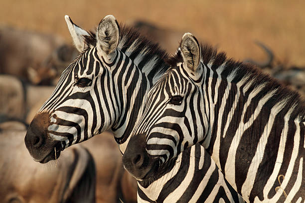 istock Zebras in golden afternoon light, Serengeti 146894548