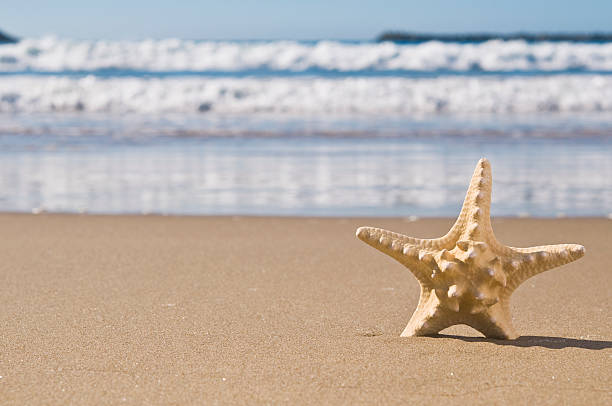 Starfish in sand. stock photo