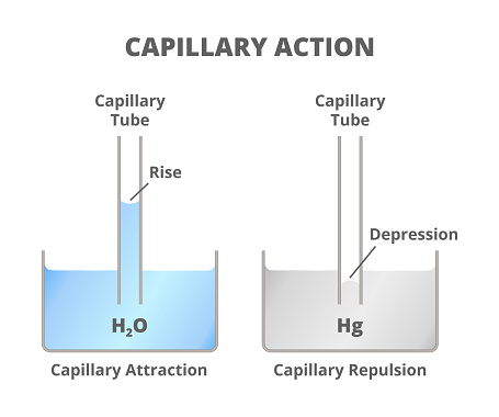 Scientific illustration of capillarity action or capillarity isolated on a white background. Vessel and test tubes with water H2O and mercury Hg. Cohesion and adhesion forces. Capillary rise and depression of liquid.