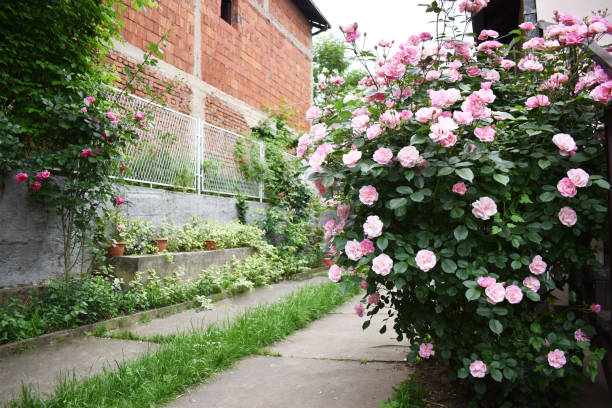 istock Beautiful garden with roses 1468946136