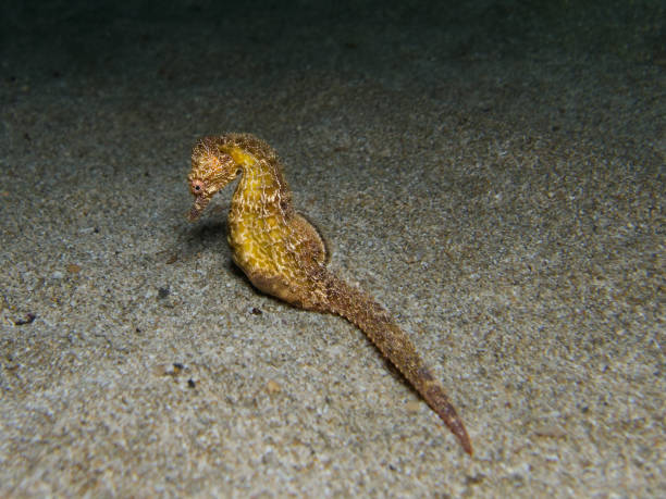 istock Golden seahorse 1468946218