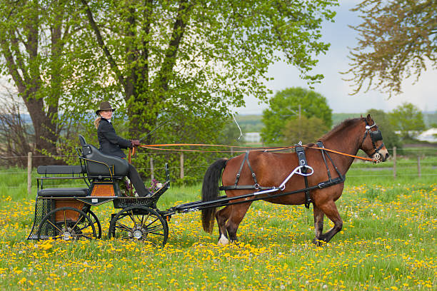istock woman on carriage 146894643