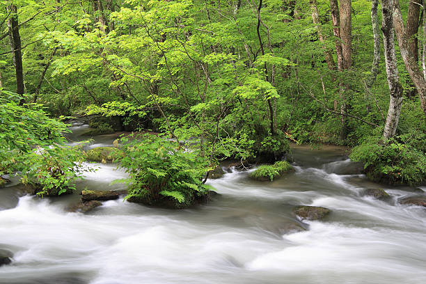 Nature stock photo