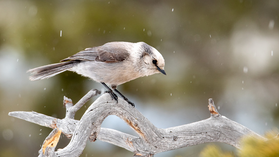 A Canada Jay (or Gray Jay) perches on a bare branch as it snows lightly.
