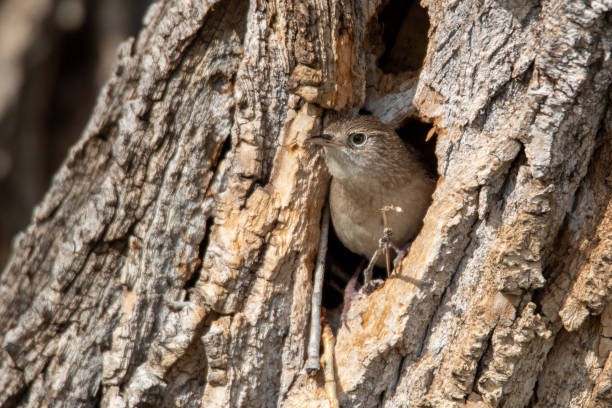 istock House Wren Nest Cavity 1468948117