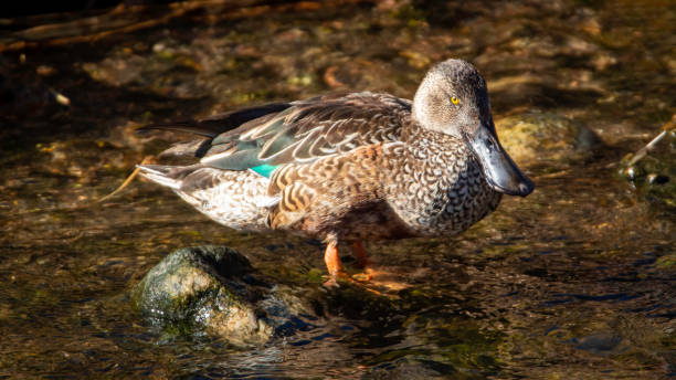 istock Female Northern Shoveler 1468948162