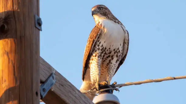 A red-tailed Hawk looks intently down from its perch on a power pole.