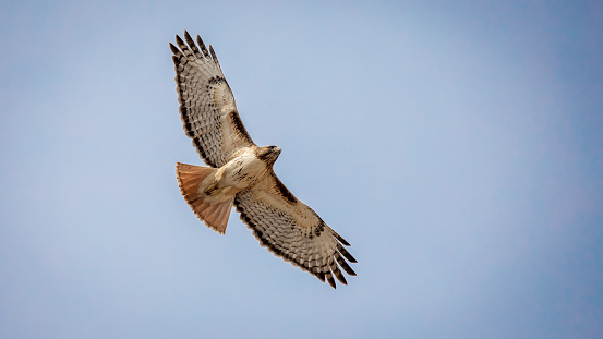 A Red-tailed Hawk flies in an empty blue sky.