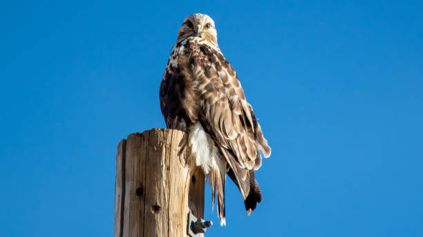 rough-legged hawk perched - rough legged hawk bird of prey hawk animals in the wild imagens e fotografias de stock